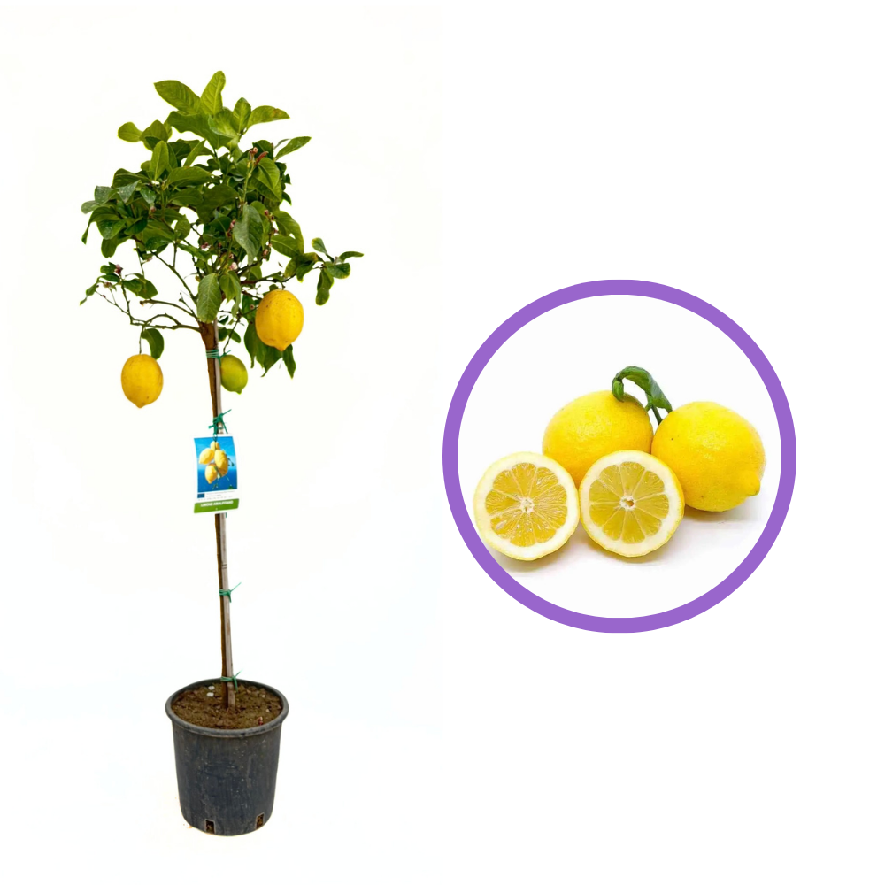 Pom Lamai (Citrus Limon) Amalfitano, 110 cm, cu fructe lungi galbene si parfumate, an 2 pe rod