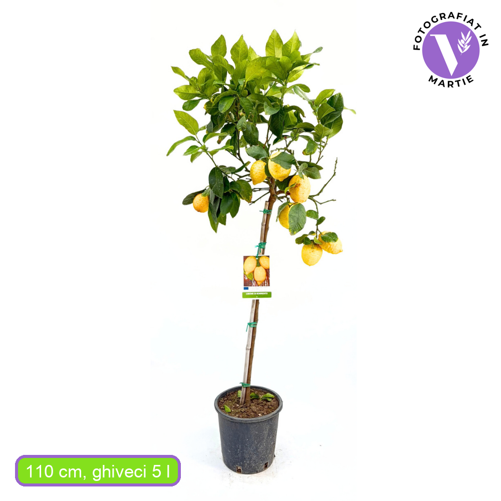 Pom Lamai (Citrus Limon) Di Sorrento, 110 cm, cu fructe mari galbene si parfumate, an 2 pe rod