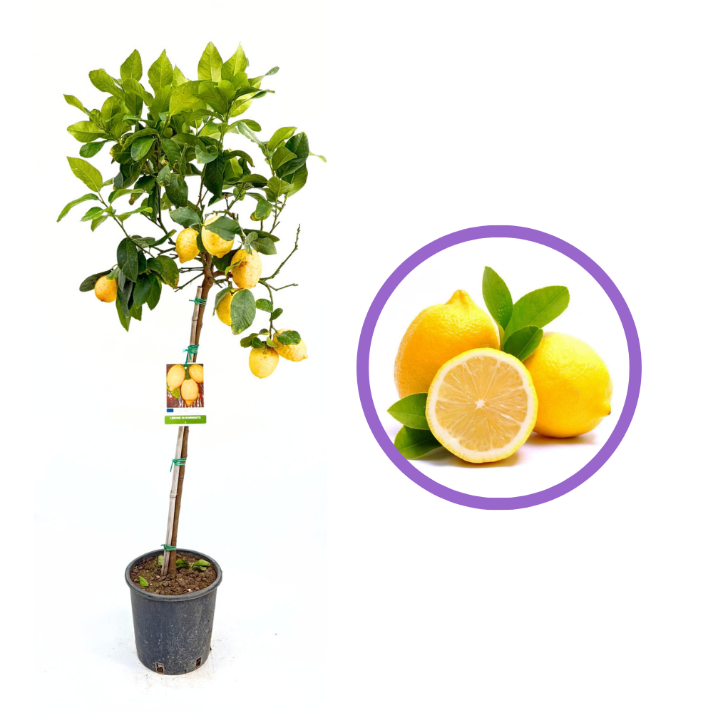 Pom Lamai (Citrus Limon) Di Sorrento, 110 cm, cu fructe mari galbene si parfumate, an 2 pe rod