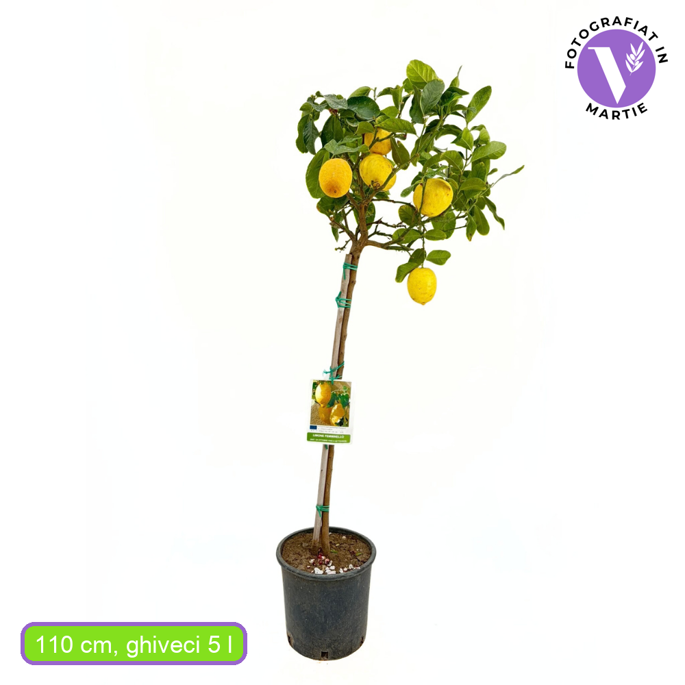 Pom Lamai (Citrus Limon) Femminello, 110 cm, cu fructe mari galbene si bogate, an 2 pe rod