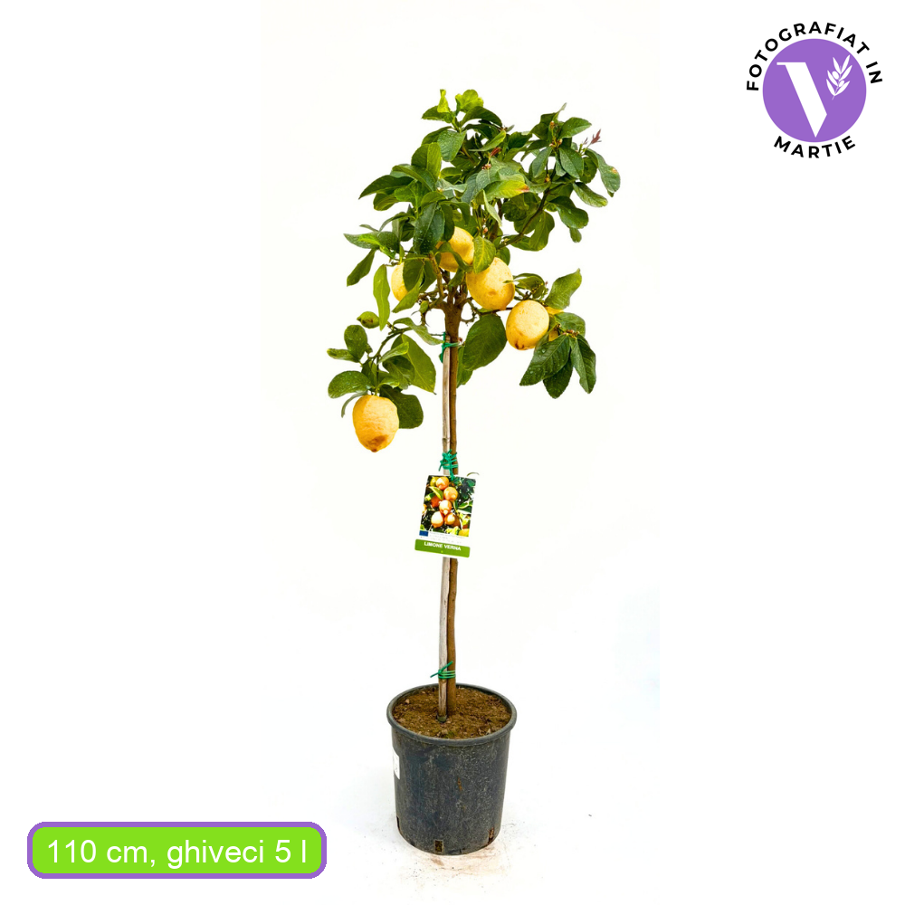 Pom Lamai (Citrus Limon) Verna, 110 cm, cu fructe mari galbene zemoase, an 2 pe rod