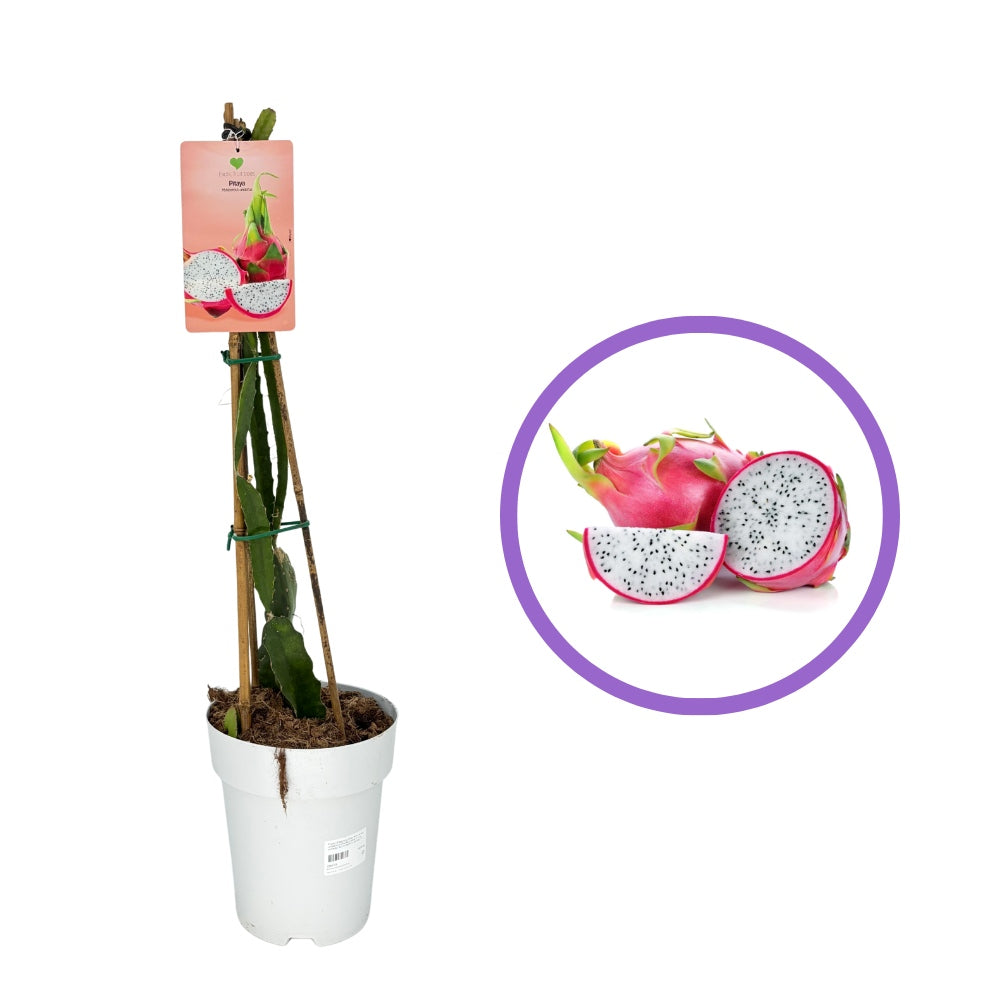 Fructul Dragonului Rosu (Hylocereus undatus), cactus exotic cu fruct dragon dulce, dulce racoritor, usor asemanator kiwi, coaja rosie, pulpa alba si flori parfumate