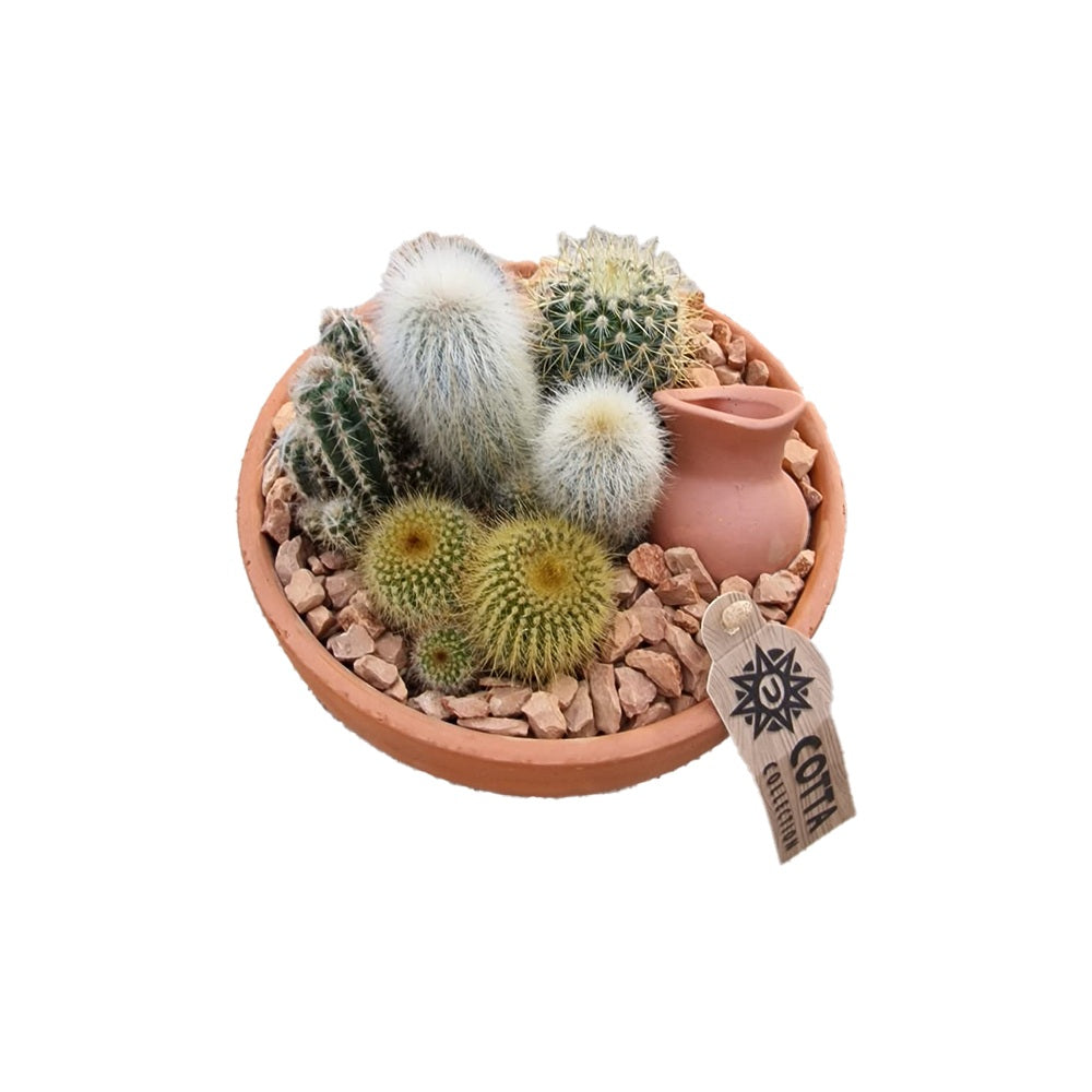 Aranjament Cactusi Terracotta XS, decor exotic de interior, cadou corporate sau cadou pentru cei dragi