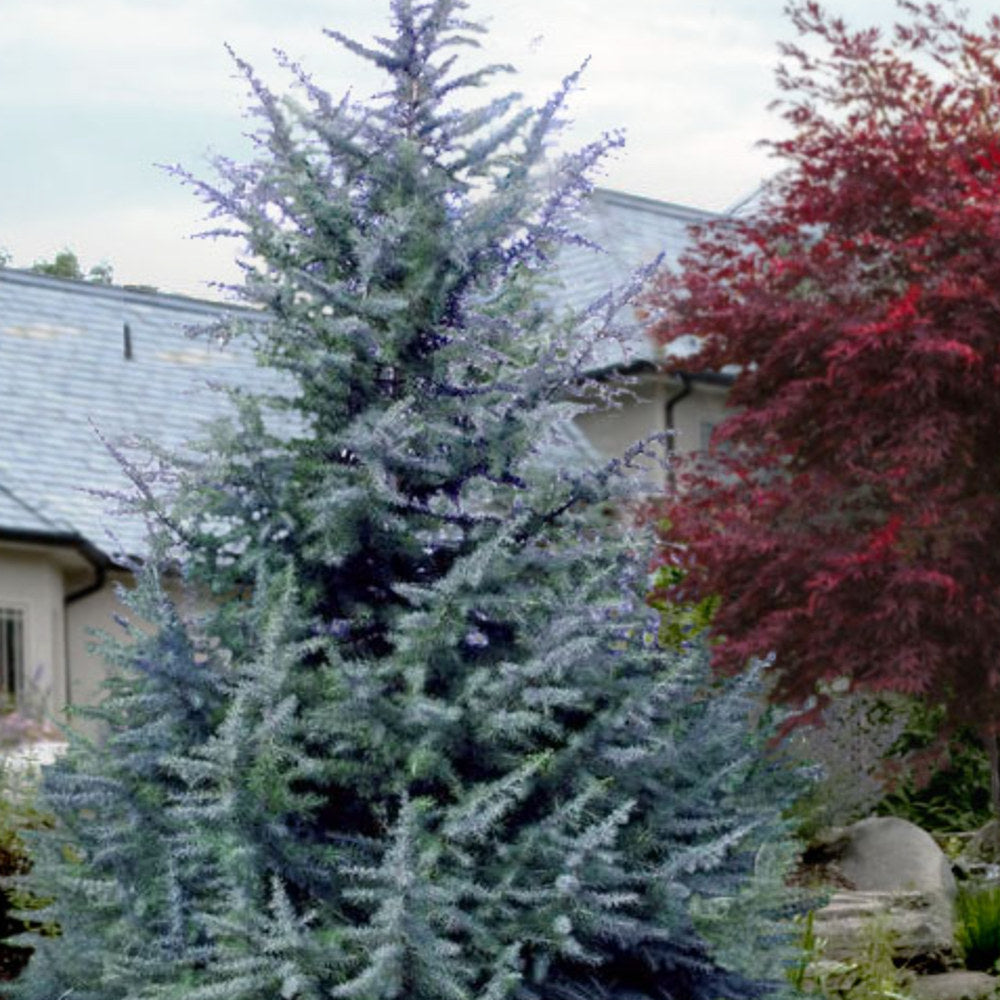 Cedru de Himalaya Bushes Electra (Cedrus Deodara), conifer ornamental cu ace moi argintii, vesnic verde, crestere rapida