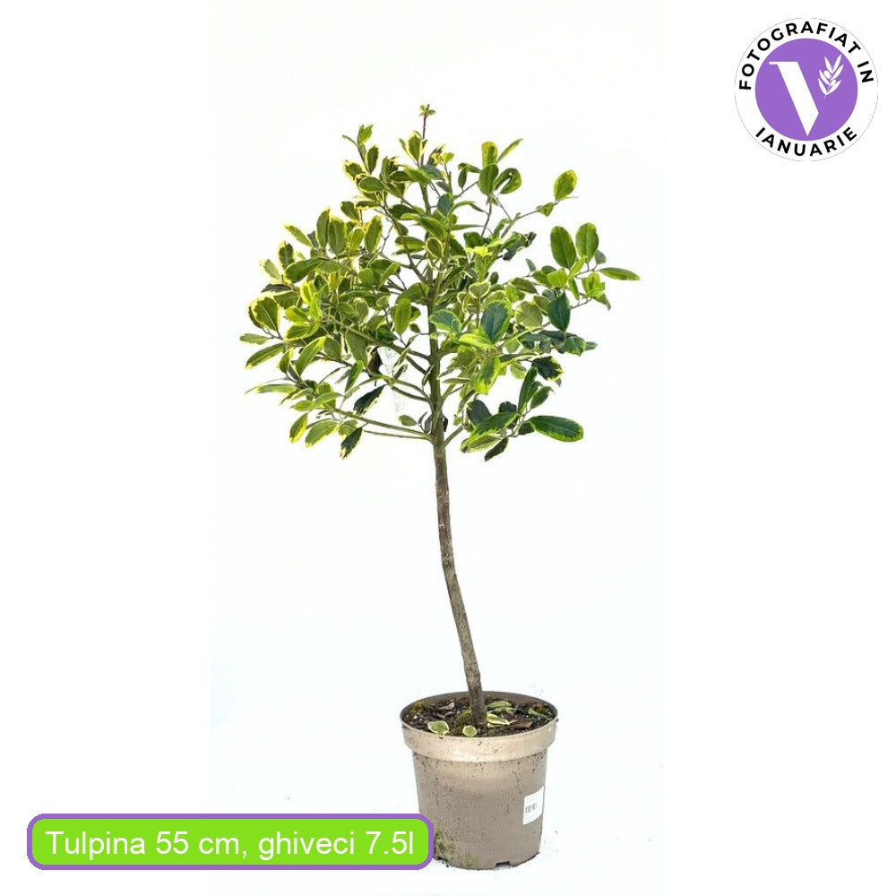 Laur Japonez (Ilex) Golden King Tip Copacel, arbore vesnic verde, frunze pestrite aurii, fructe rosii decorative, decor de iarna