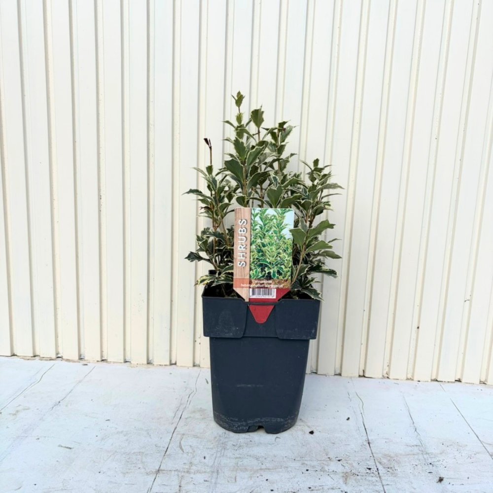 Ilex Fals japonez auriu Osmanthus heterophyllus, arbust vesnic verde cu frunze lucioase variegate auriu-verde si flori albe foarte parfumate de toamna