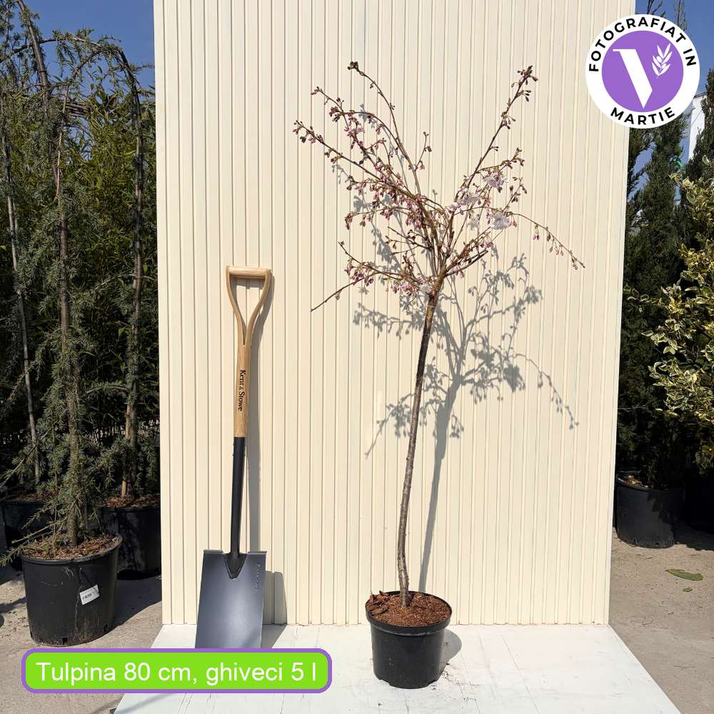 Copac Sakura, Cires Japonez Accolade, cu flori roz semi-duble