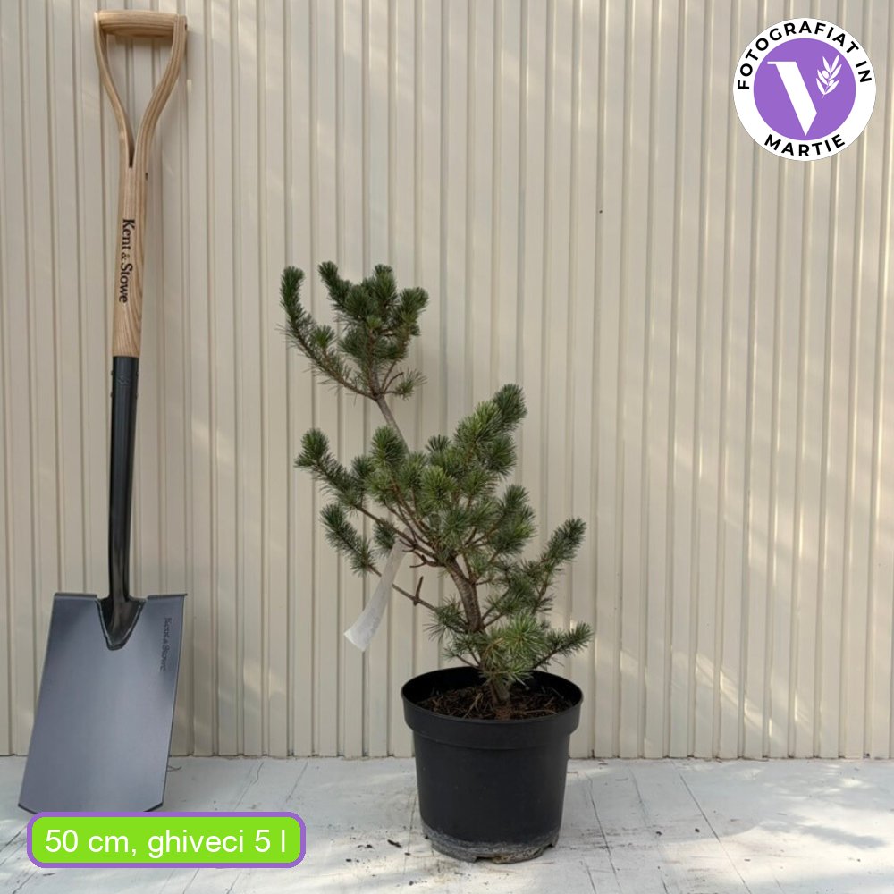 Pin alb japonez Negishi (Pinus parviflora), conifer pitic, ace albastre, pin bonsai rezistent