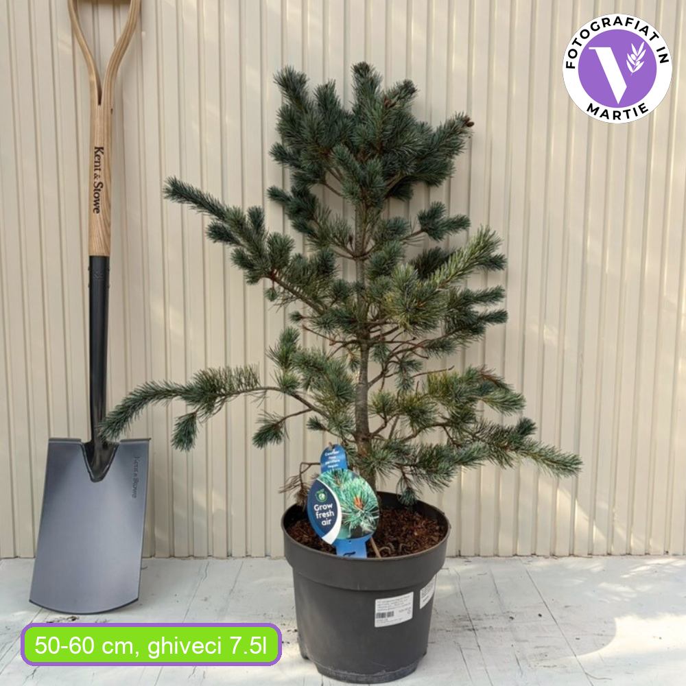 Pin alb japonez Negishi (Pinus parviflora), conifer pitic, ace albastre, pin bonsai rezistent
