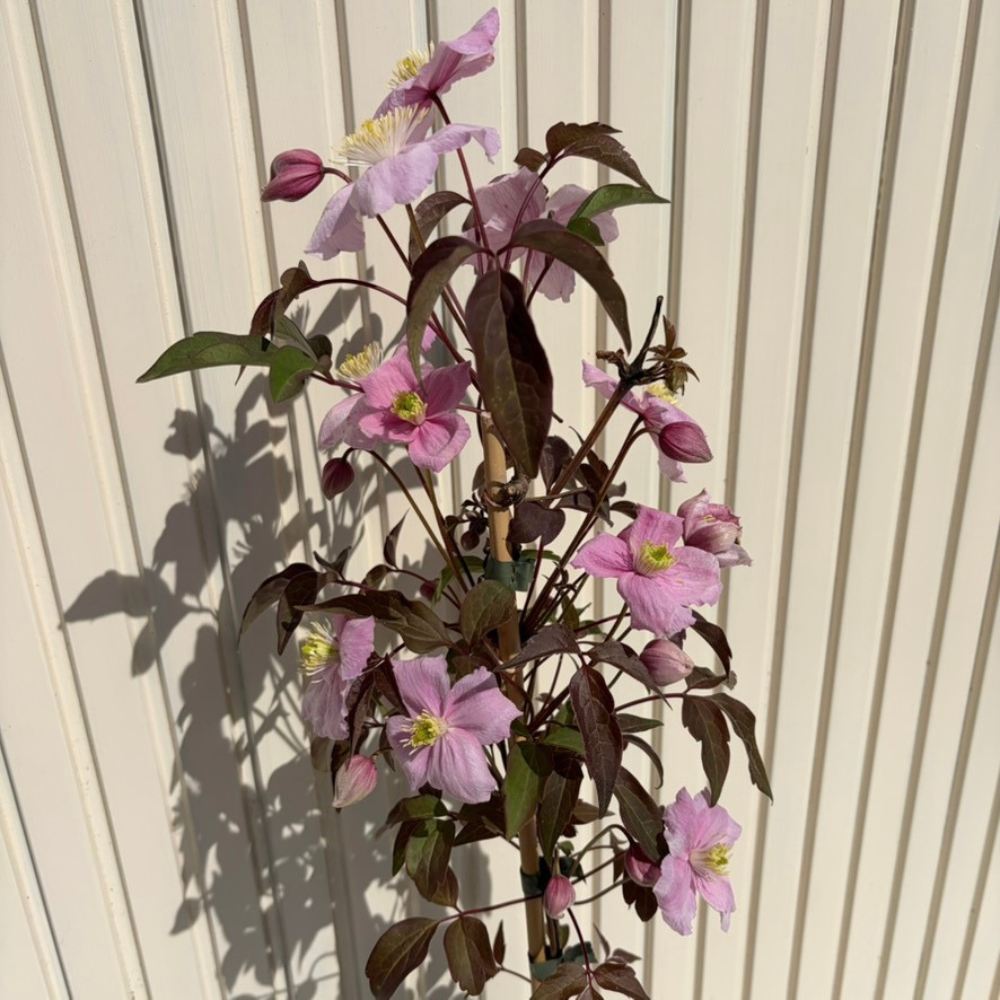 Clematis (Clematita) Fragrant Spring, planta cataratoare cu flori spectaculoase mari roz pal cu mijloc galbui, inflorire abundenta primavara