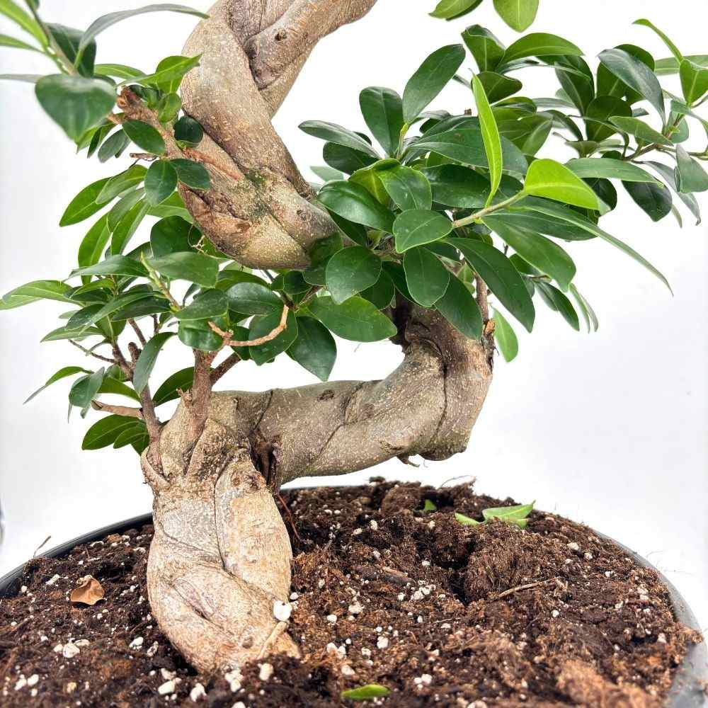 Ficus Bonsai Ginseng Forma Spirala, 90-95 cm, bonsai decorativ, planta de interior, purificator aer