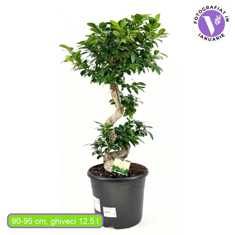 Ficus Bonsai Ginseng Forma Spirala, 90-95 cm, bonsai decorativ, planta de interior, purificator aer