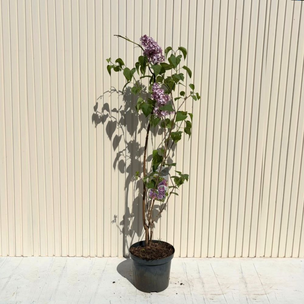 Liliac Nobil (Syringa) Katherine Havemeyer, cu flori duble liliachii-roz, parfum intens primavara, iubitor de soare