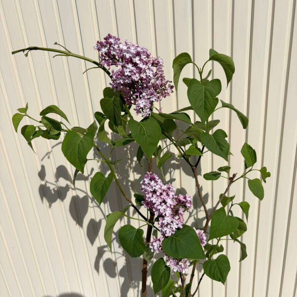 Liliac Nobil (Syringa) Katherine Havemeyer, cu flori duble liliachii-roz, parfum intens primavara, iubitor de soare
