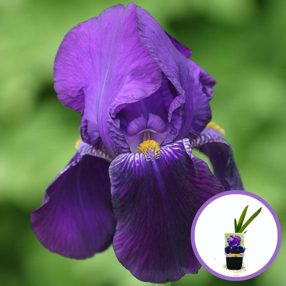 Iris Germanica (Stanjenel) Bishop's Robe, flori cu nuante de mov-purpuriu parfumate, crestere rapida, bulb plantat In ghiveci