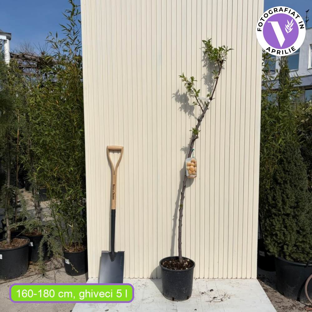 Copacel Migdal Genco (Prunus amygdalus), cu migdale dulci crocanti, an 2 pe rod