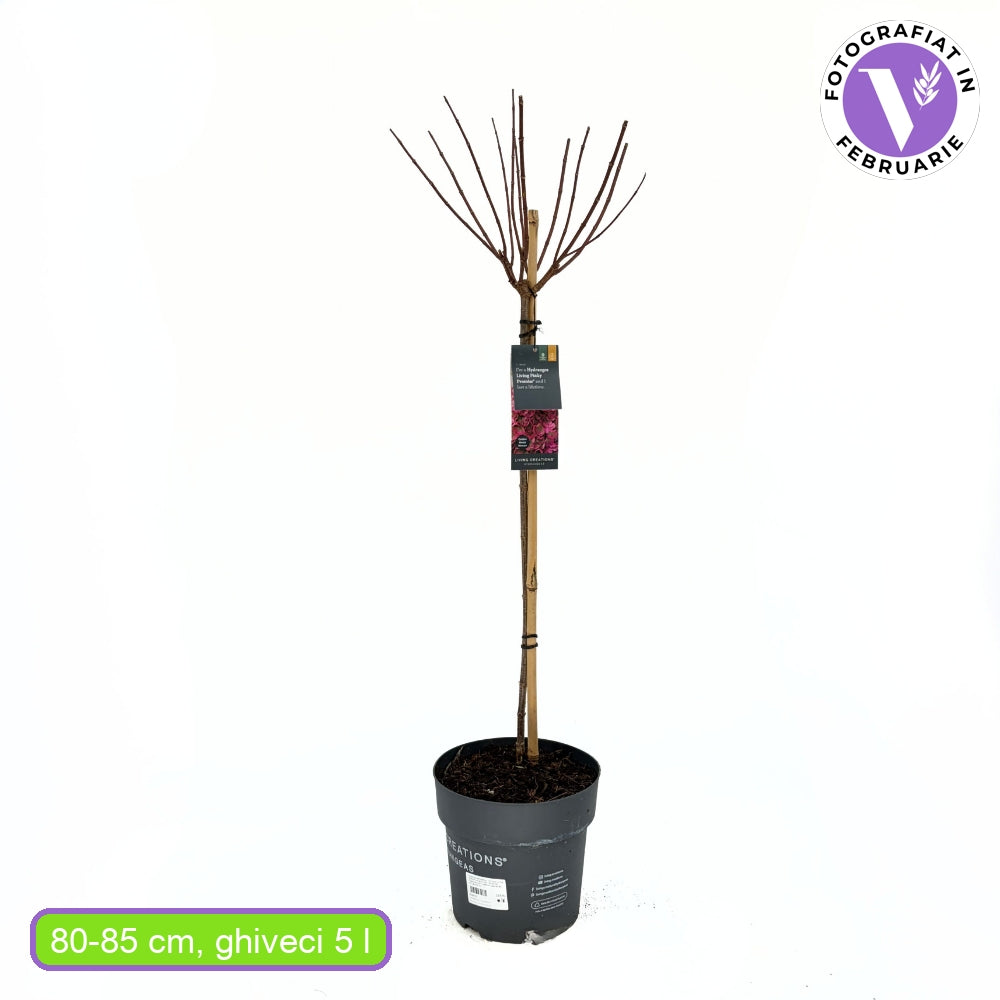 Hortensie macrophylla Living Pinky Promise – roz – tip copac