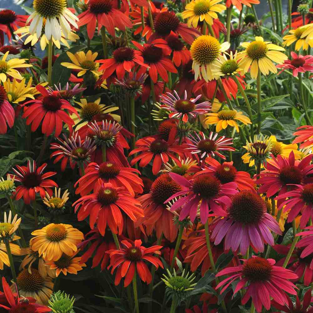 Echinacea Cheyenne spirit, flori spectaculoase in nuante intense si multicolora, rezistenta si melifera