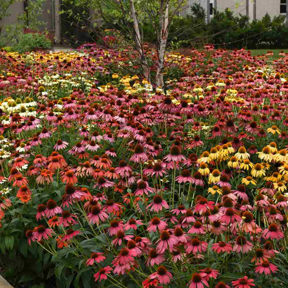 Echinacea Cheyenne spirit, flori spectaculoase in nuante intense si multicolora, rezistenta si melifera