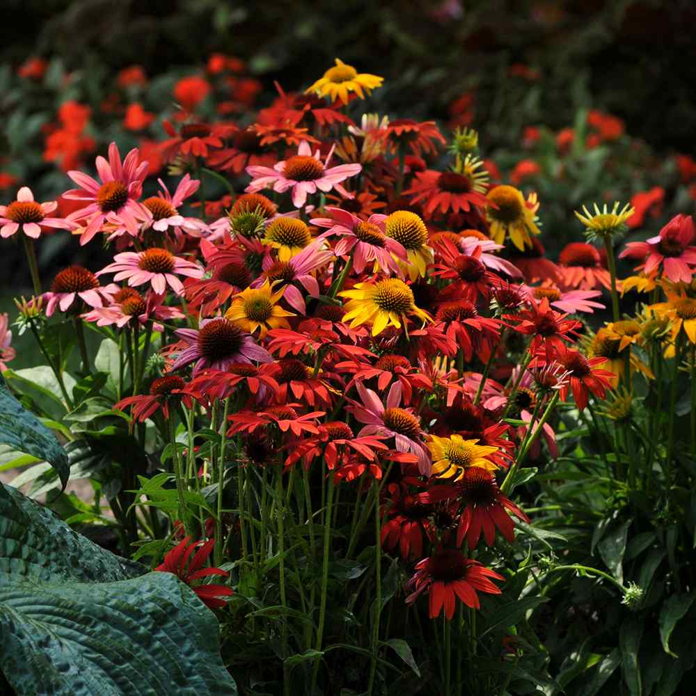 Echinacea Cheyenne spirit, flori spectaculoase in nuante intense si multicolora, rezistenta si melifera