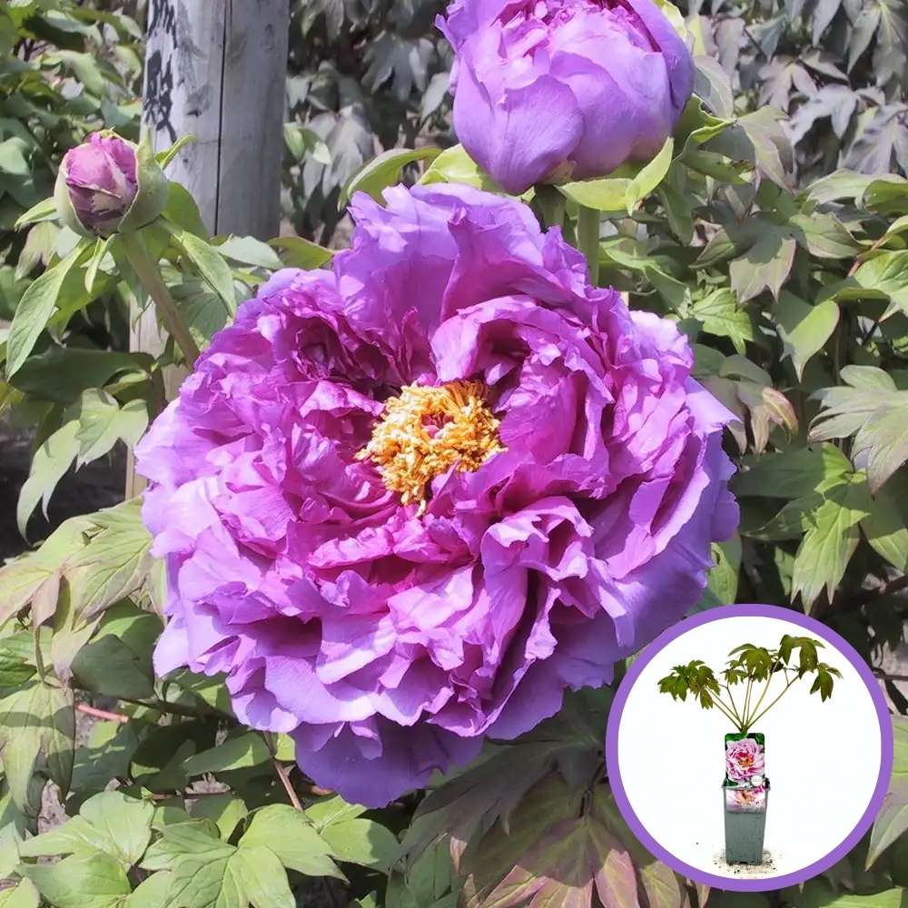 Bujor Copac (Paeonia suffruticosa) cu flori liliachiu, planta ornamentala de gradina, inflorire spectaculoasa si parfum delicat, inradacinat in ghiveci