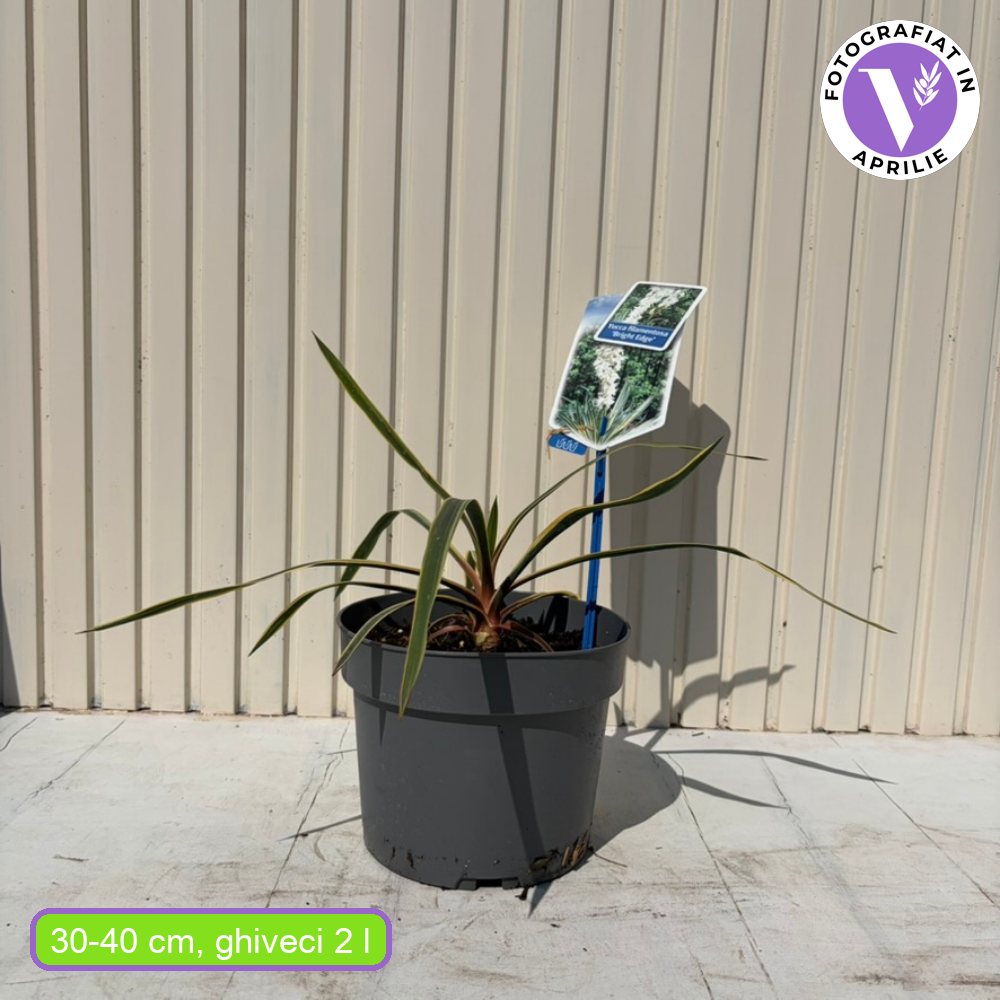 Yucca variegata Bright Edge, frunze galben-verde, flori alb-rosii parfumate, rezistenta la ger si sceta