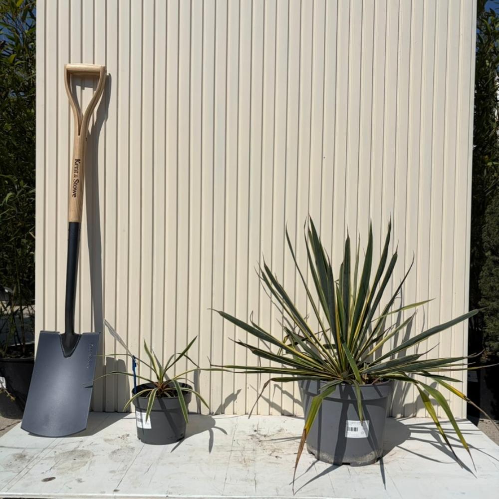 Yucca variegata Bright Edge, frunze galben-verde, flori alb-rosii parfumate, rezistenta la ger si sceta