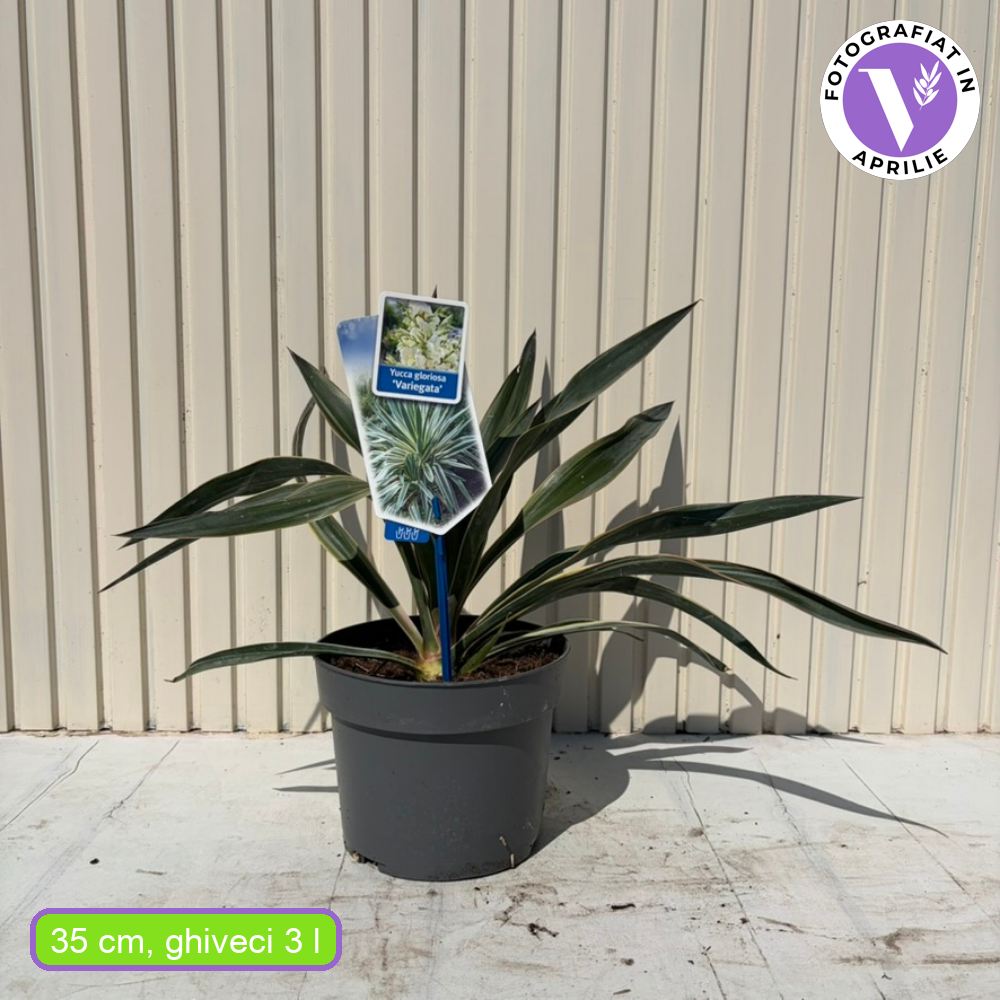 Yucca Gloriosa Variegata, rezistenta, frunze bicolore, flori albe spectaculoase, planta mediteraneana pentru soare, vesnic verde, frunze verzi si marginii aurii, rezistenta la ger
