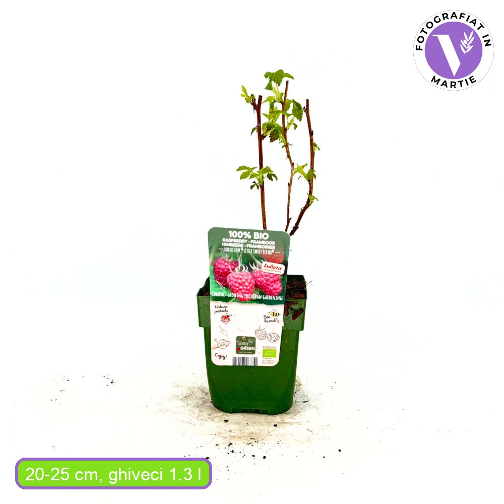 Zmeura Sweet Sister productiva si aromata, ideala pentru gradina de acasa, an 1 pe rod
