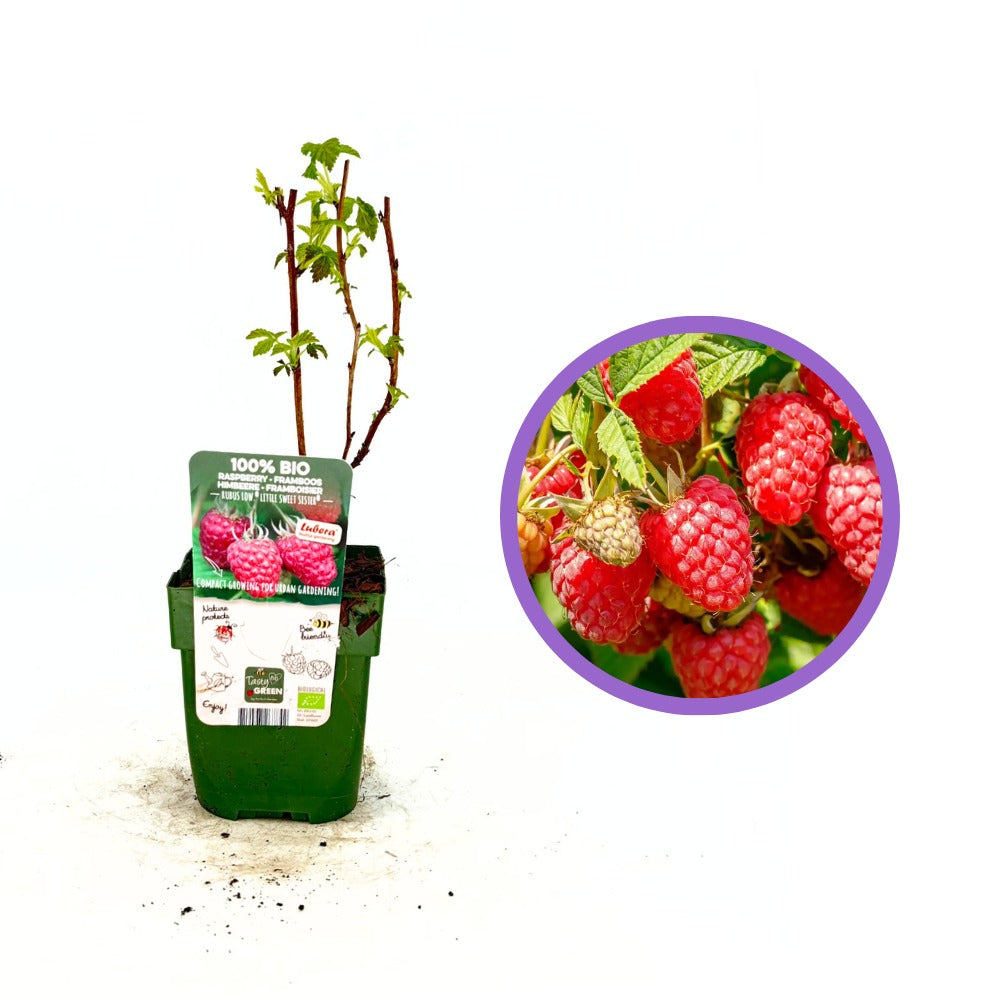 Zmeura Sweet Sister productiva si aromata, ideala pentru gradina de acasa, an 1 pe rod