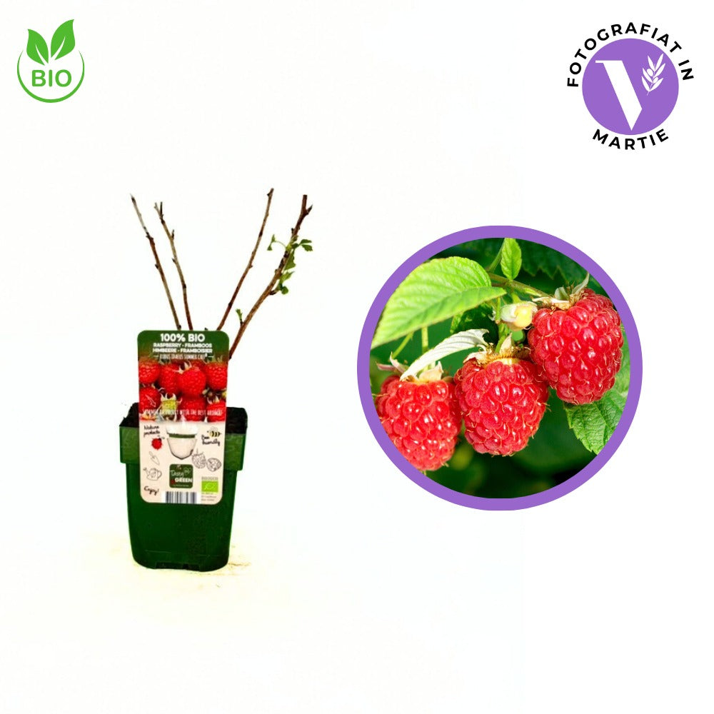 Zmeura Summerchef BIO cu aroma intensa si fructe mari ideale pentru deserturi, an 1 pe rod