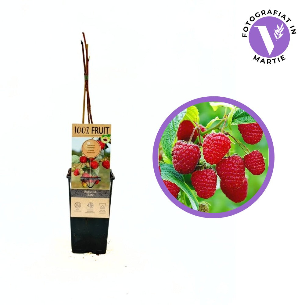 Zmeura Zefa 3 timpurie si rezistenta cu fructe aromate si lastari vigurosi, an 1 pe rod