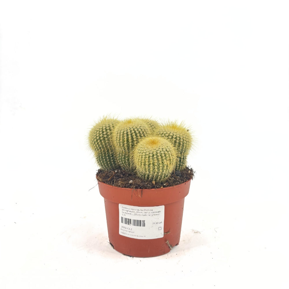 Cactusul conic auriu (Parodia leninghausii), 15 cm, cactus decorativ cu aspect spectaculos si ingrijire usoara
