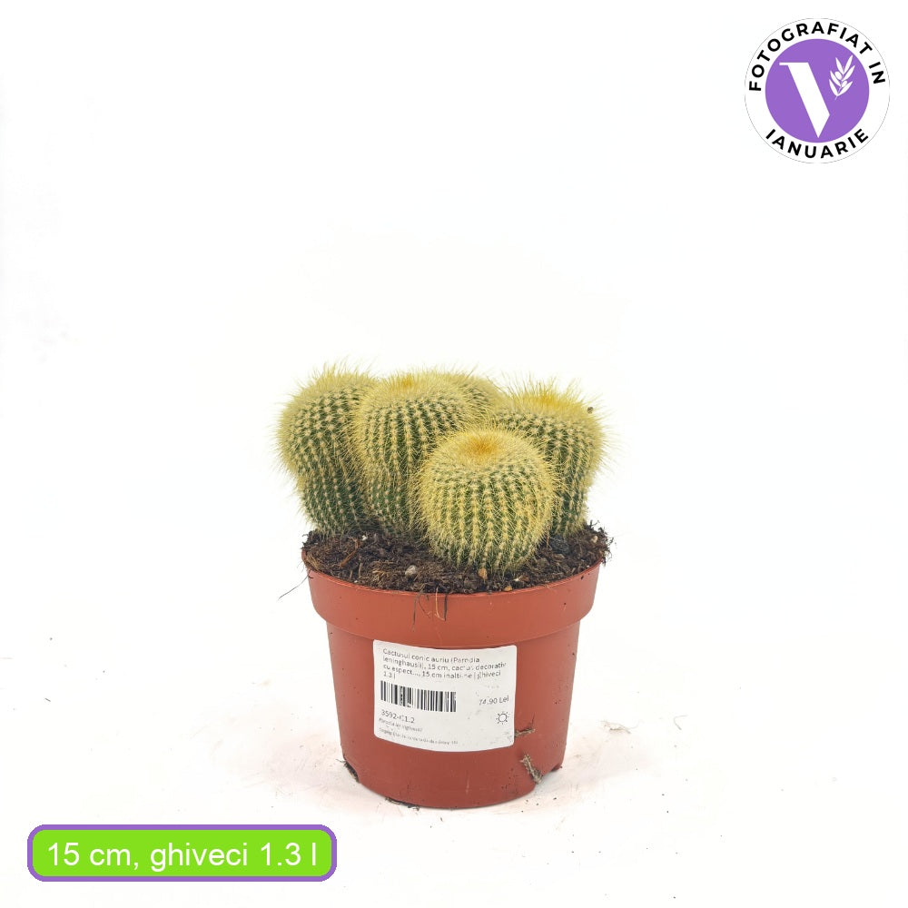 Cactusul conic auriu (Parodia leninghausii), 15 cm, cactus decorativ cu aspect spectaculos si ingrijire usoara