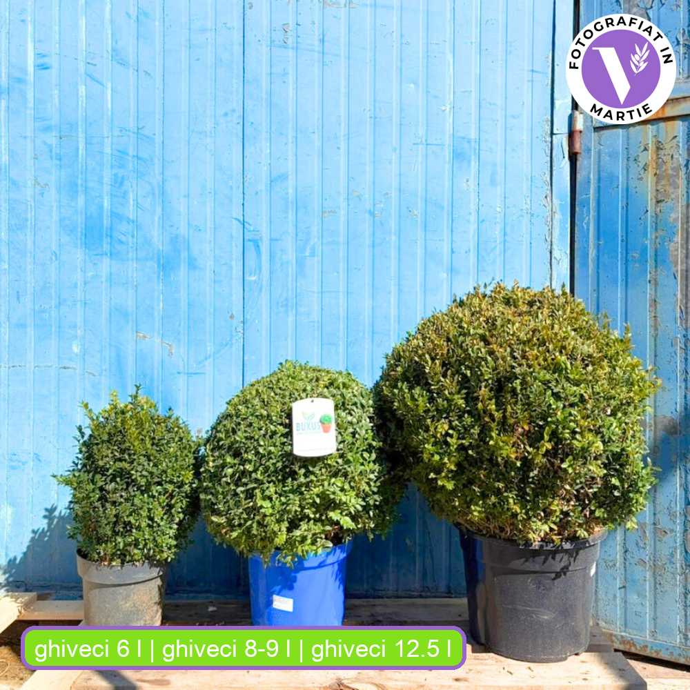 Buxus Sempervirens Sferic (Cimisir), forma globulara, vesnic verde, aspect elegant pentru gradina