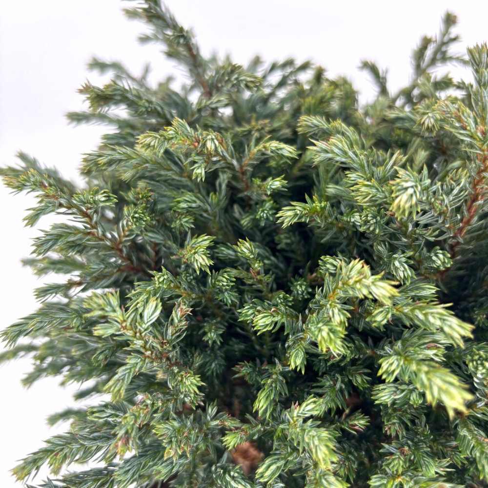 Chiparos Globular Blue Moon (Chamaecyparis pisifera) conifer albastru sferic, vesnic verde, pitic