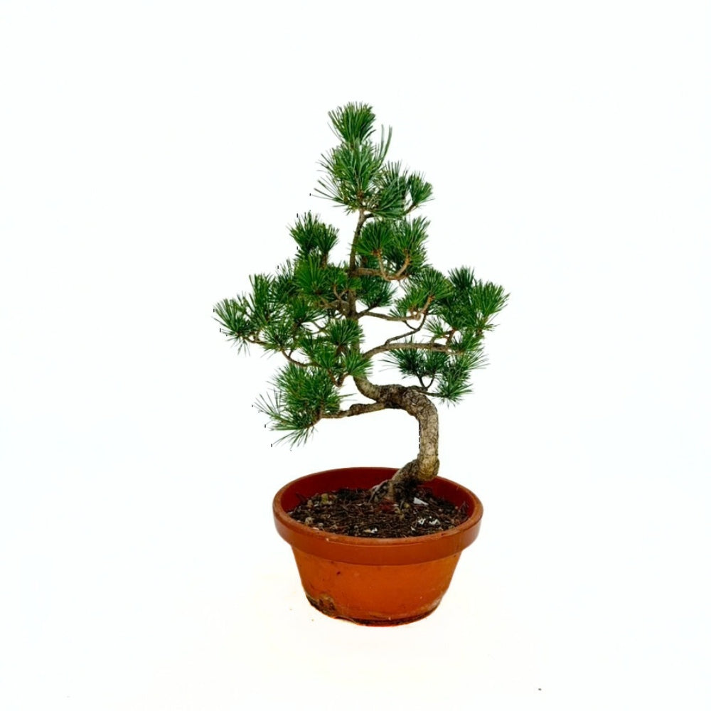 Pin Moyogi Bonsai, pin japonez alb modelat bonsai stil Moyogi, conifer vesnic verde, trunchi curbat, pentru gradina si terasa