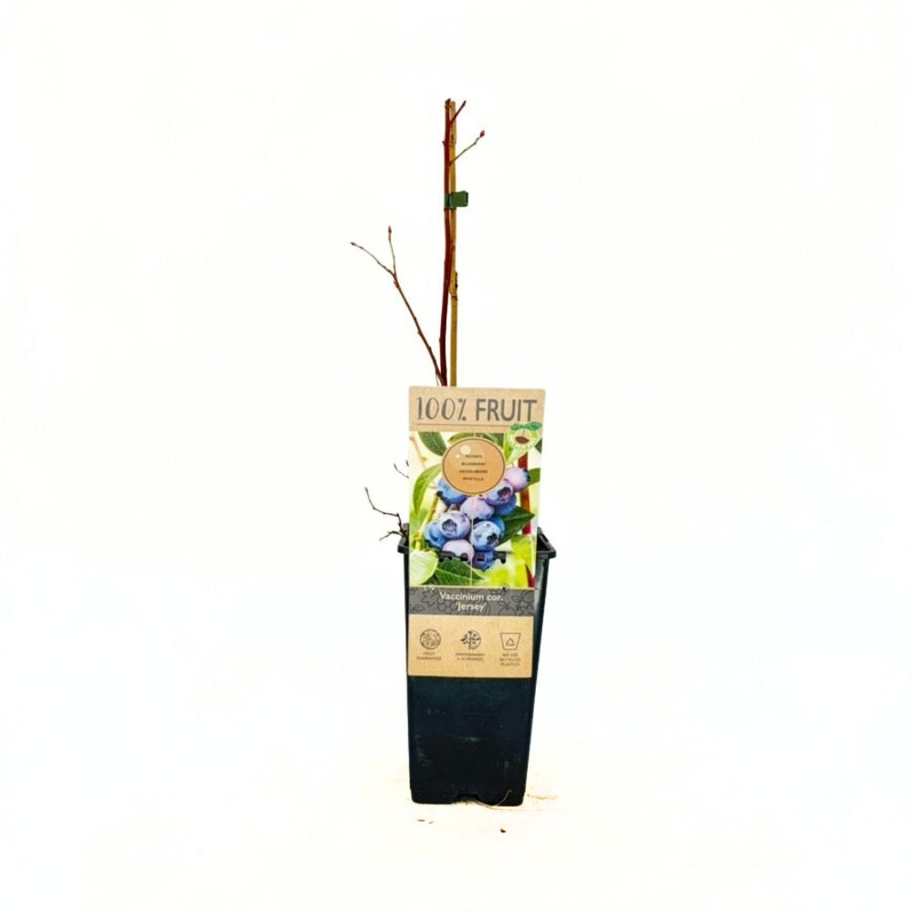 Afin Productiv Jersey (Vaccinium corymbosum), arbust fructe mari dulci rezistent productie mare, an 1 pe rod