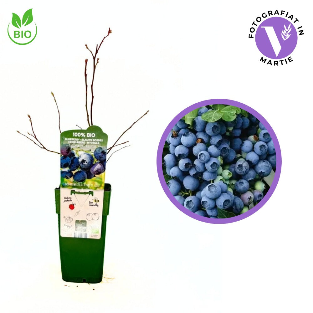 Afin Productiv Blue Dessert BIO (Vaccinium corymbosum), fructe dulci mari productie mare rezistent, an 1 pe rod