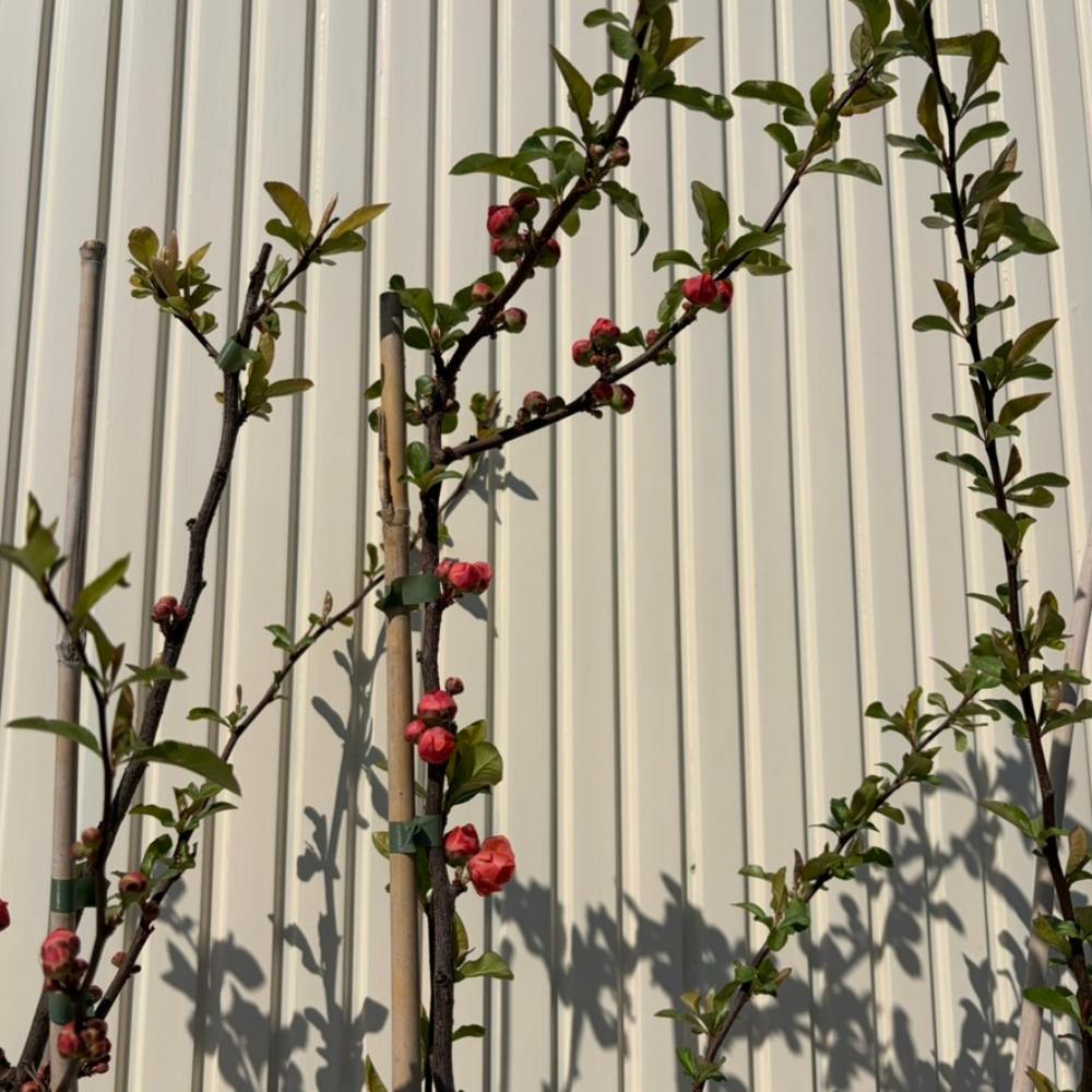 Gutui Japonez, Merisor (Chaenomeles) Mango Storm, arbust decorativ cu flori portocaliu intens duble, infloreste pe ramuri goale, fructe comestibile, rezistent la seceta
