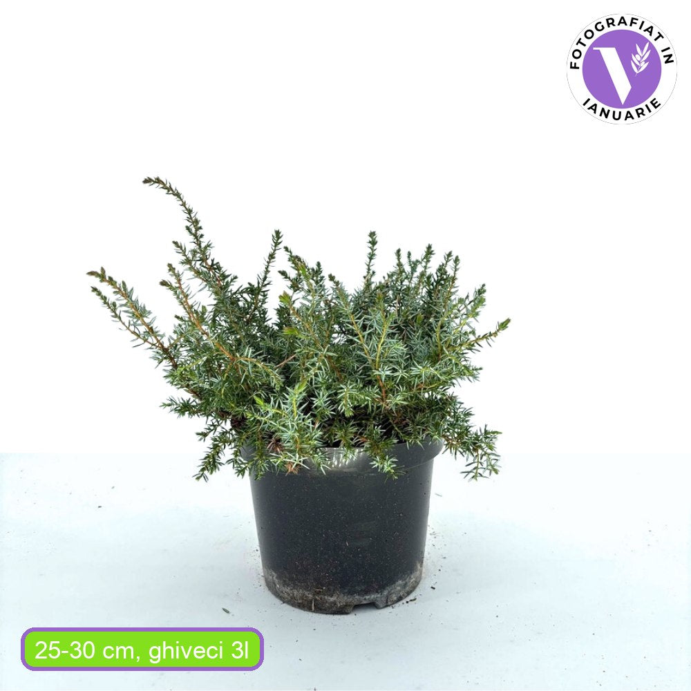 Ienupar Silver Carpet (Juniperus communis), frunzis argintii-albastrui, conifer tarator vesnic verde, ideal pentru taluzuri si stancarii