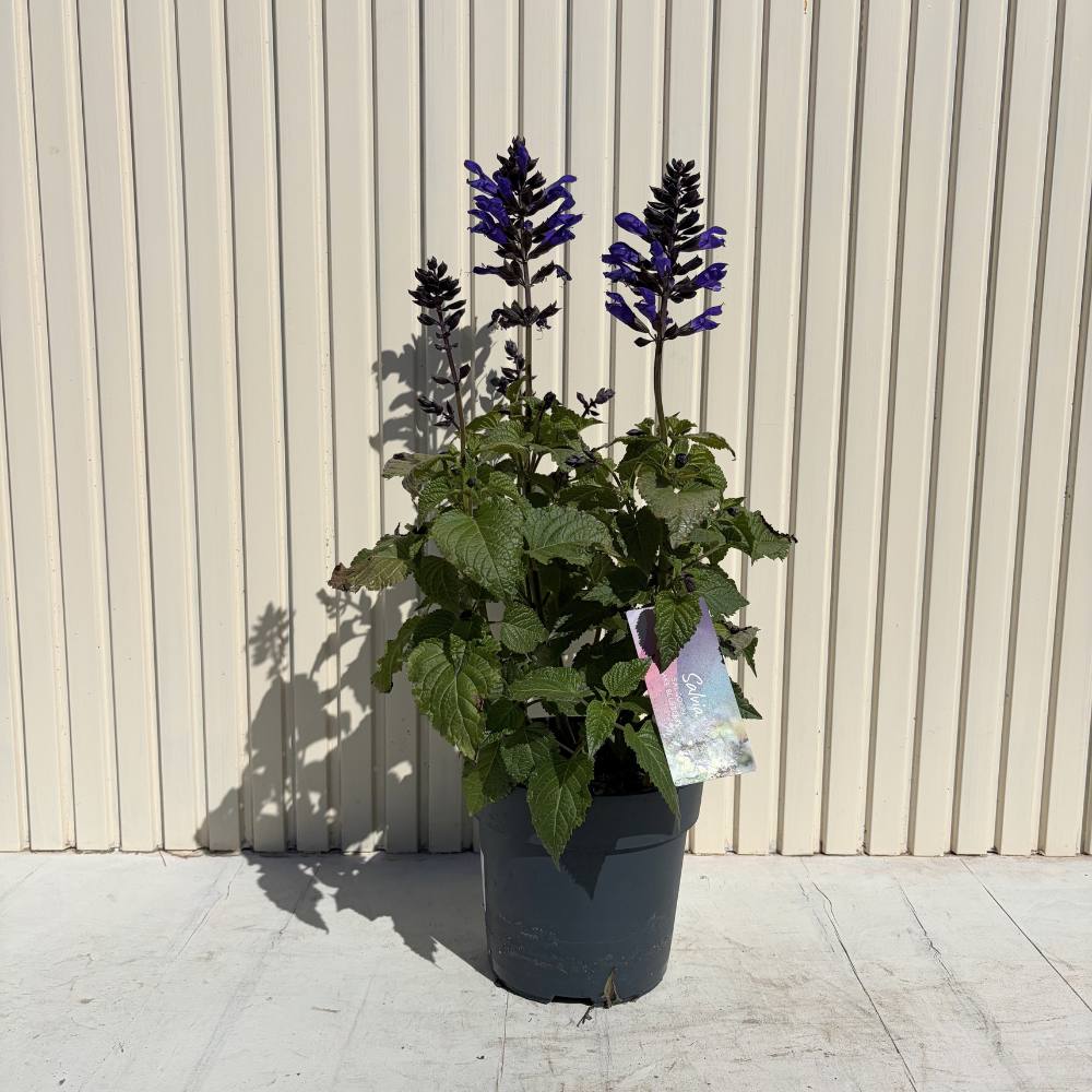 Salvia Salgoon Lake Blueberry planta perena cu flori albastre parfumate