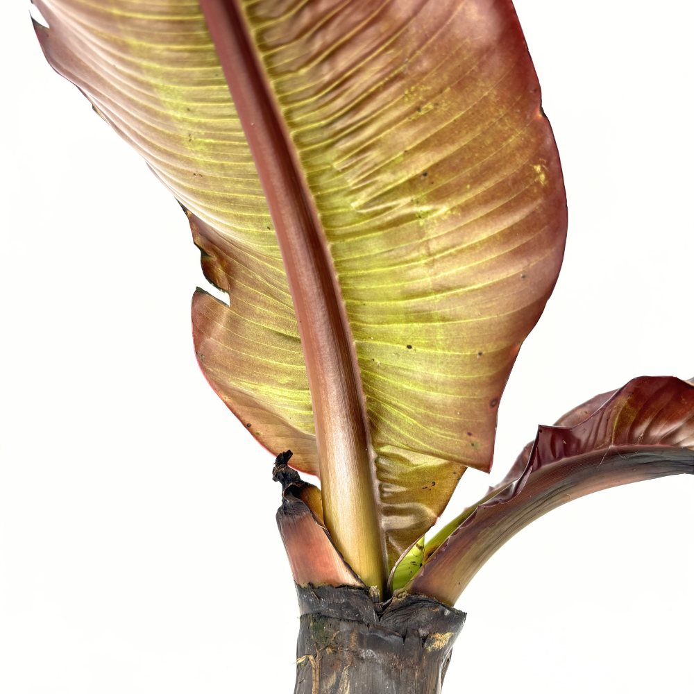 Bananier rosu (Ensete ventricosum Maurelii), 50 cm, planta exotica mare, decorativa, pentru interior si terasa