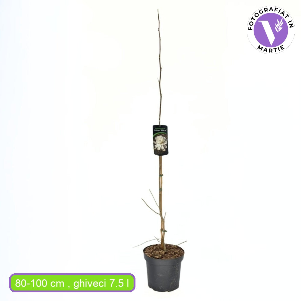 Magnolie Loebneri Wildcat, flori albe duble parfumate, arbust decorativ, rezistent frig