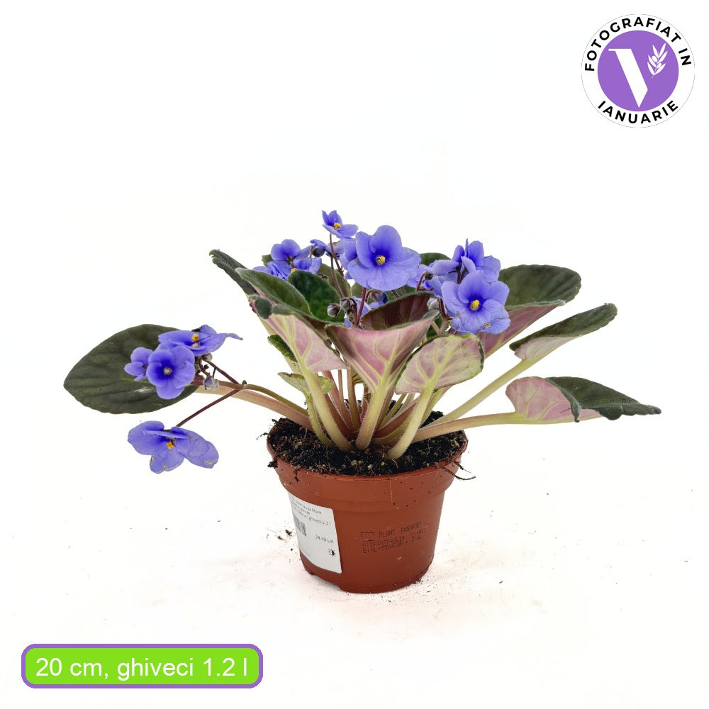 Violeta de Parma, Saintpaulia More Lips, cu flori albastre, plante inflorita, de interior, intretinere minima