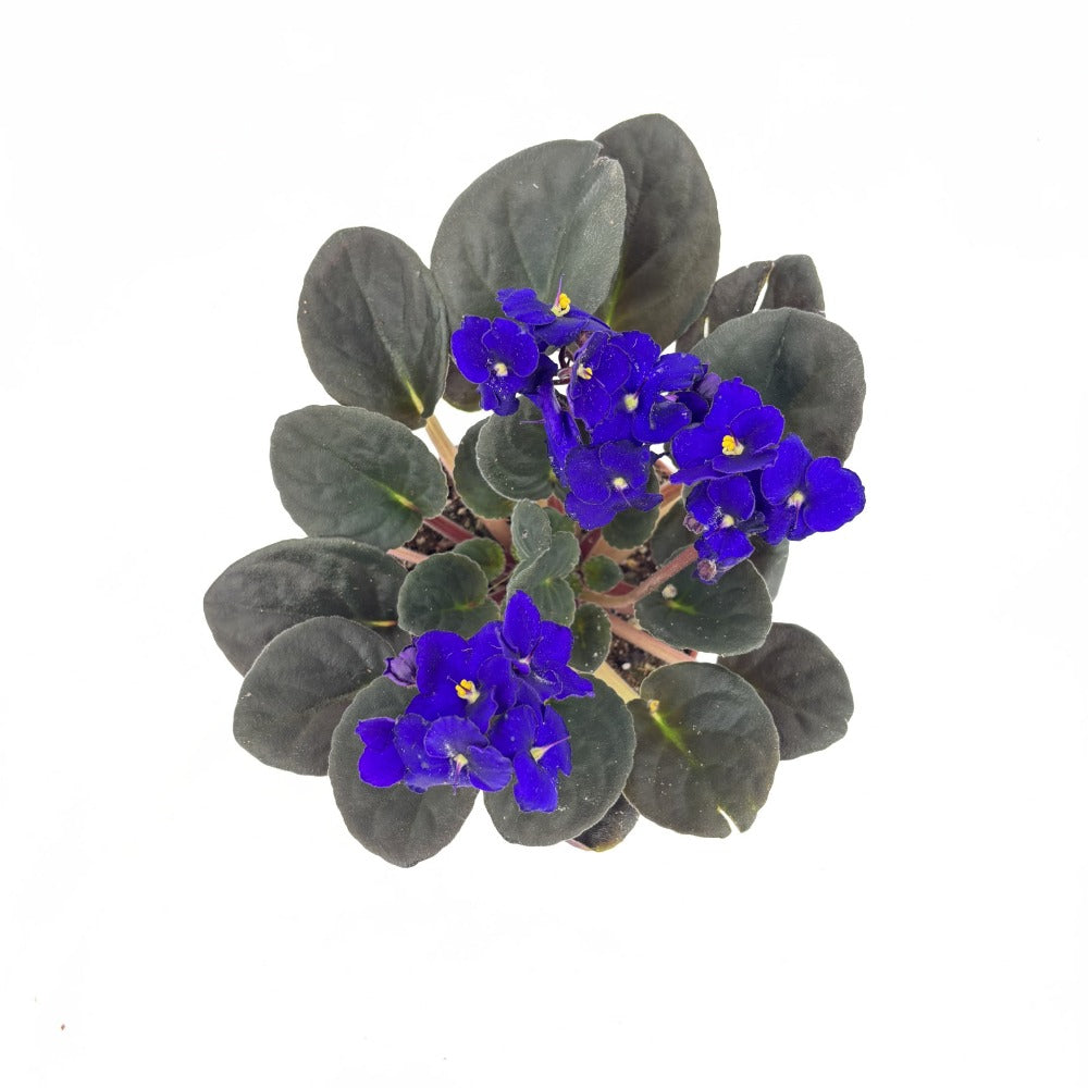 Violeta de Parma, Saintpaulia More Lips, cu flori mov, plante inflorita, de interior, intretinere minima