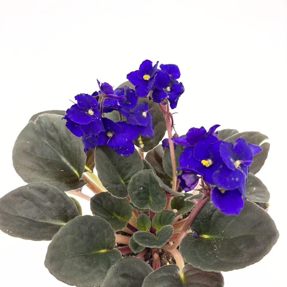 Violeta de Parma, Saintpaulia More Lips, cu flori mov, plante inflorita, de interior, intretinere minima