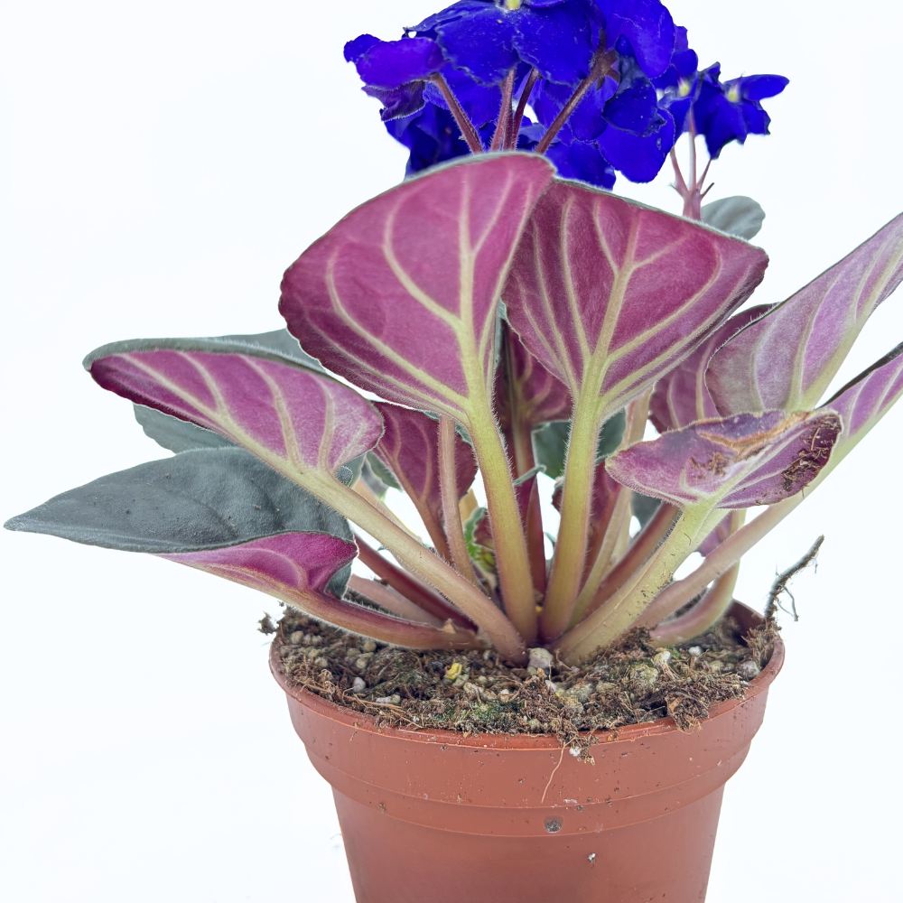 Violeta de Parma, Saintpaulia More Lips, cu flori mov, plante inflorita, de interior, intretinere minima