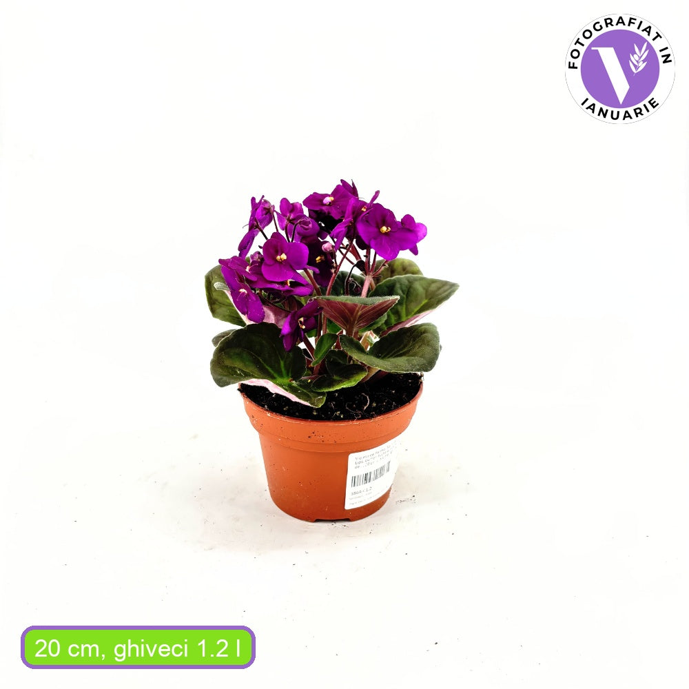 Violeta de Parma, Saintpaulia More Lips, cu flori fuchsia, plante inflorita, de interior, intretinere minima