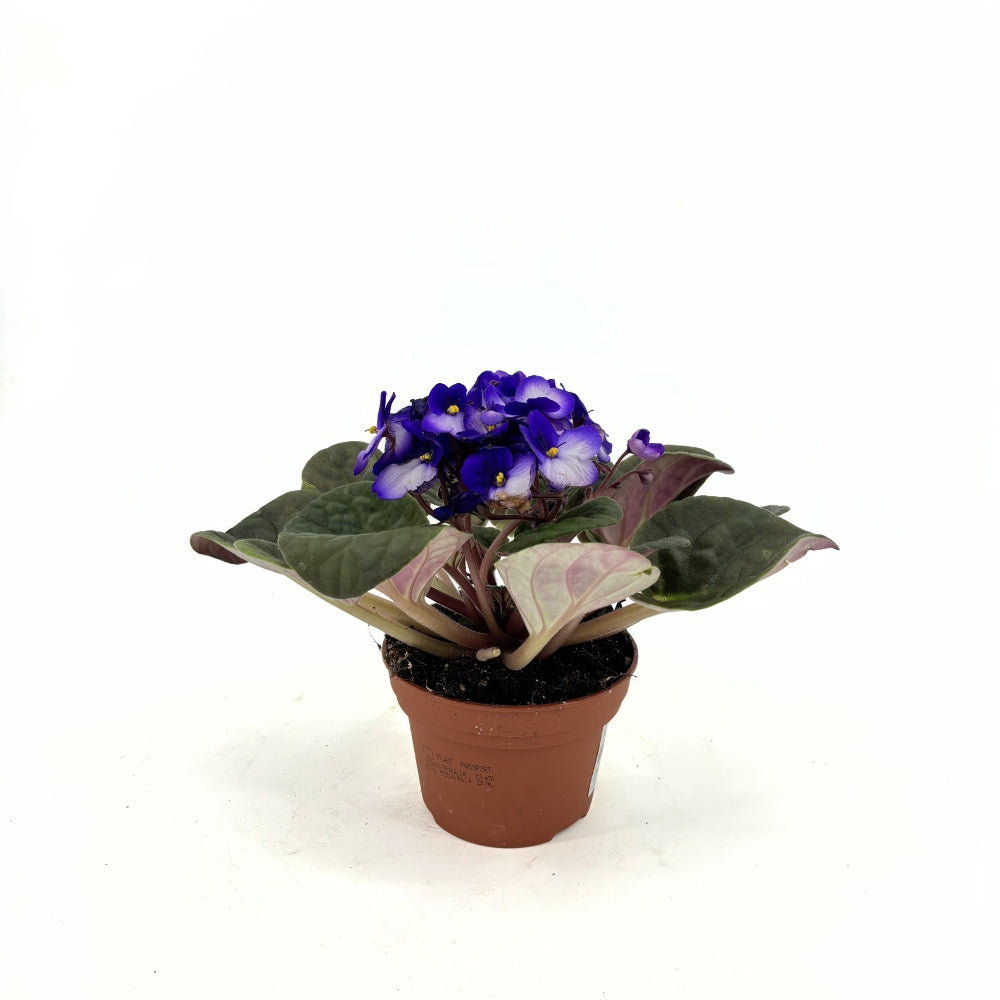 Violeta de Parma, Saintpaulia More Lips, cu flori mov-alb, plante inflorita, de interior, intretinere minima